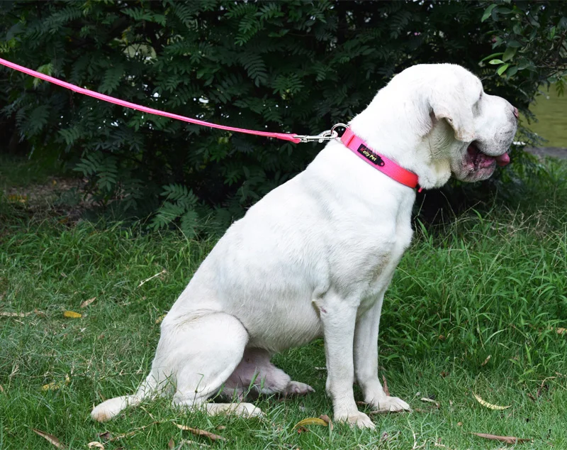 14 puppy collar