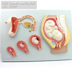 CMAM/12453 развитие плода, мочеполовое медицинское обучение анатомическая модель