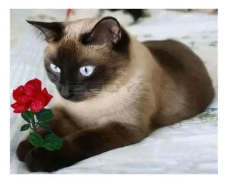 NEW Full Square Diamond DIY Embroidery &quotFlower&ampCat&quot 5D Animal Cross Stitch Mosaic Drawings Bedroom Decor | Дом и сад