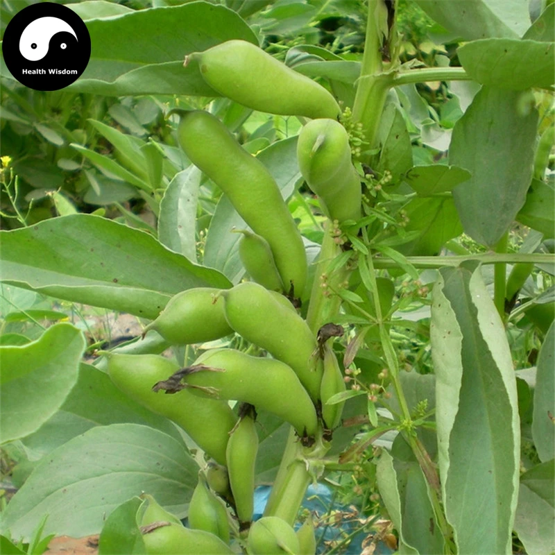 Buy Broad Beans Vegetable Semente 100pcs Plant Horse Bean Vicia Fabain