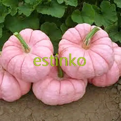 Rare Seeds Pink Pumpkin Seeds 10pcs/bag Giant Pumpkin Vegetable Seeds Home Garden DIY Bonsai Seeds Plant Free Shipping