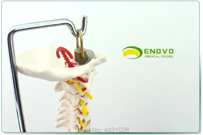 ENOVO Европейская версия позвоночника человека Модель 1:1