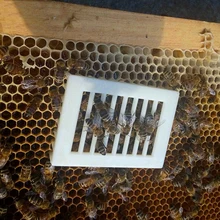 6x пластик белая королева пчела клетка-изолятор выращивание Ловец пчеловодства Безопасный инструмент