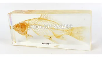 

Real Fish Skeleton Specimen In Acrylic Traumatic Pistol Skeleton Trauma Medical Instruments Anatomy Anatomical Teaching Model