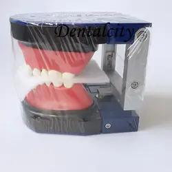 Стоматологическая модель зубов M8017 Typodont/Ортодонтическая модель стальных зубов