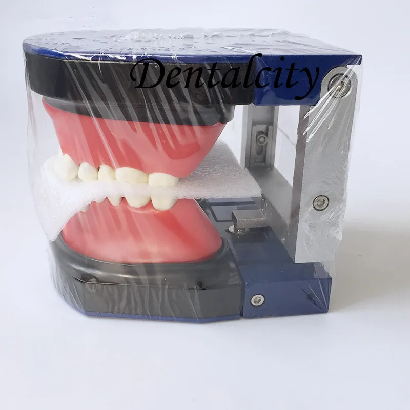 

Dental M8017 Typodont Teeth Model/Orthodontic SteelTeeth Model