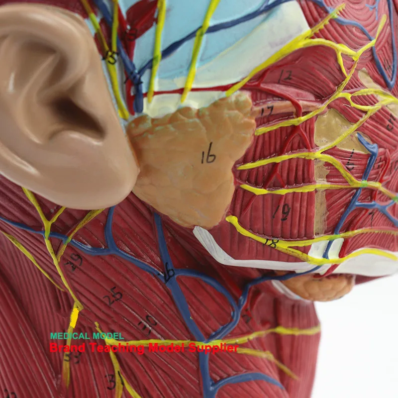Анатомия черепа человека, медицинская модель анатомии головы и лица, модель цереброваскулярного нерва, модель ЛОР-хирургии, Медицинские Учебные материалы