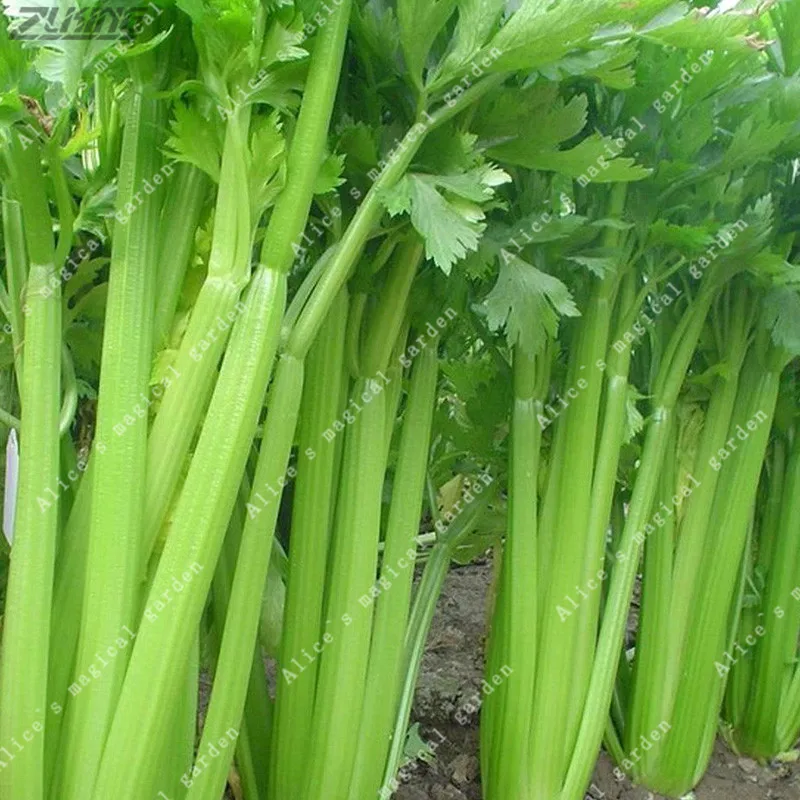 

ZLKING Celery Organic Vegetable Fragrant for Home Garden Plants 100 /bag
