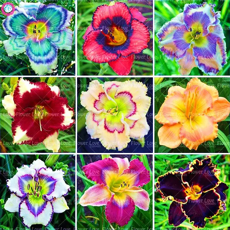 Шт. 20 шт. карликовые деревья Daylily цветы растения Hemerocallis лилии Крытый Бонсай цветочных растений многолетних растений для дома и сада украшени... Шт. 20 шт. карликовые деревья Daylily цветы растения Hemerocallis лилии Крытый Бонсай цветочных растений многолетних растений для дома и сада украшени...