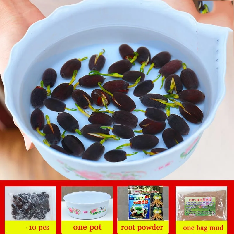 

One set bonsai flower lotus flower for summer Bowl lotus pots Bonsai garden plants Exotic Water Lily Aquatic Hydroponic