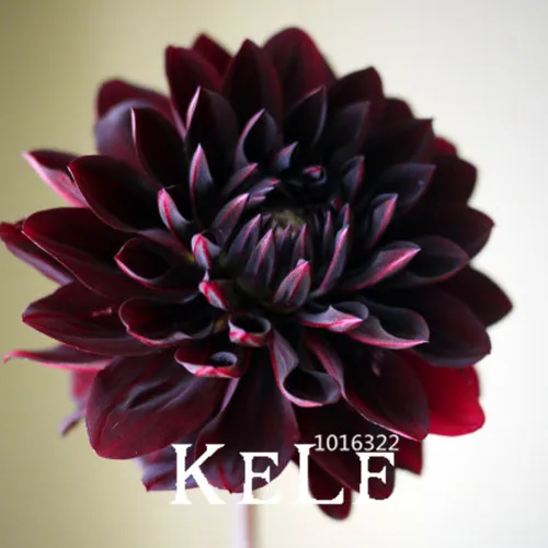 

New 2018!Rare Black with Red Dahlia bonsai Beautiful Perennial Flowers plant Dahlia for DIY Home Garden,20 PCS/Bag,#0KNO2I