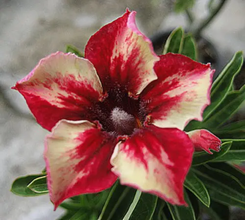 

100% Real Color * Fresh Adenium Obesum semillas - Bonsai Desert Rose Flower Plant semillas sementes ( No. QA048 )
