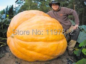20Pcs Super Large Pumpkin Seeds Vegetable NON-GMO Edible DIY home garden bonsai Giant pumpkin seed gift for Halloween fun plants