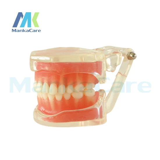 Manka Care - Removable Model/28pcs Tooth/Soft Gum/Without screw Oral Model Teeth Tooth Model