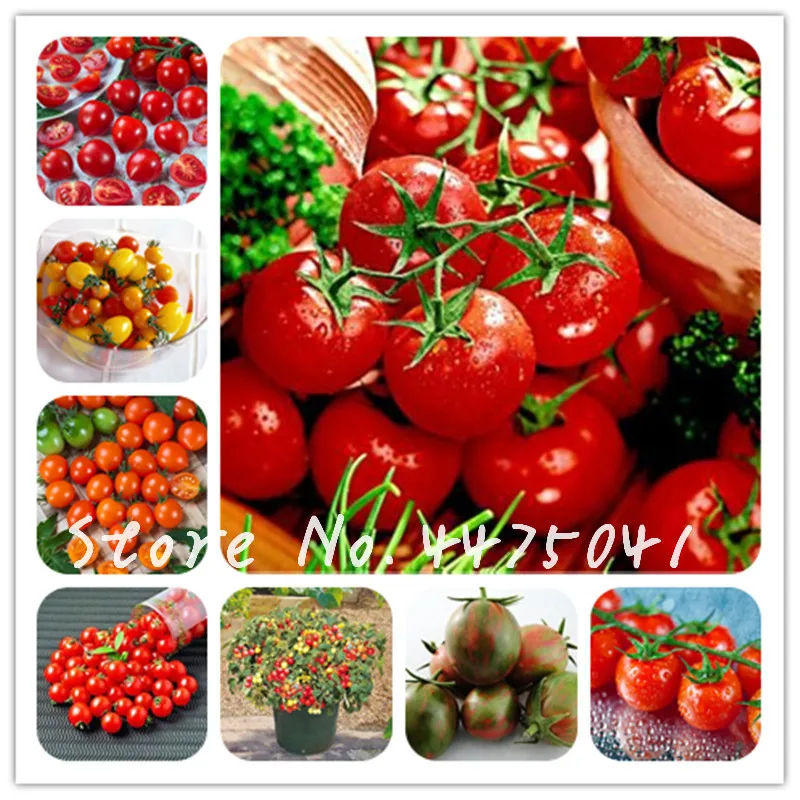 

Fresh Red Mini Tomato 200 Pcs Healthy Red Yellow Green Cherry Peach Pear Tomato Bonsai Organic Food For Garden Vegetable Bonsais