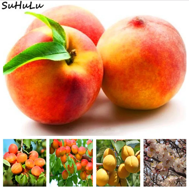 

New Varieties 5 Pcs/Bag Perennial Fruit Tree Apricot Farm Bonsai Japanese Fruit Backyard Tree Fast Growing Garden Supplies