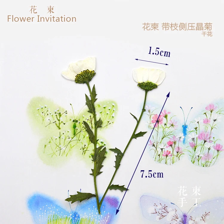 

Flower Invitation Chrysanthemum with branches DIY hand pressed flower embossed glue natural plant side specimens dried flowers
