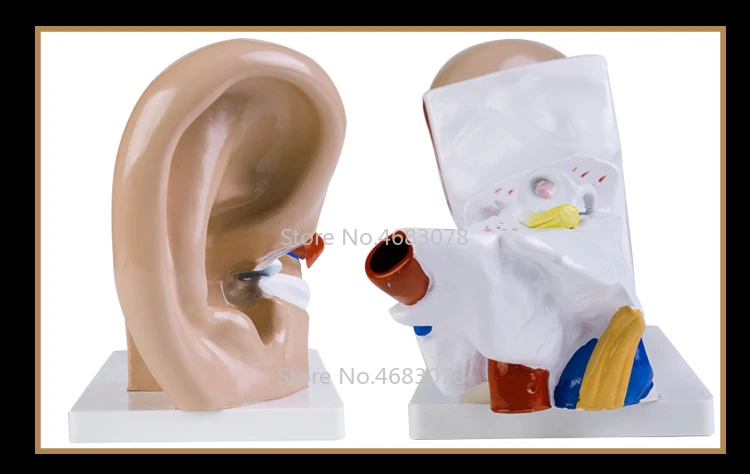 3 раза анатомическая модель человеческого уха, показывающая структуру органов центрального и внешнего ушей, Медицинские Учебные принадлежности 32x16x11 см