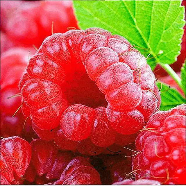 Free Shipping 50 Red Giant Raspberry Seeds Home Garden . Happy Farm Plant Rasp Berry Seed Fruit