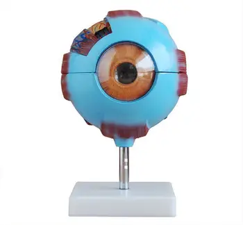 

Free shipping Giant Eye Model medical science model Eye Anatomical model Giant eye model