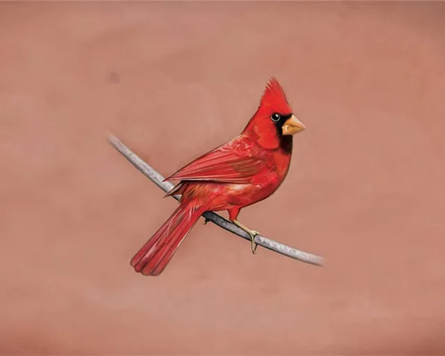 5D DIY cardinal Diamond Painting kokoer Full Diamond Diamond Embroidery