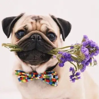 

Pug Flowers Diamond Painting Kit - DIY