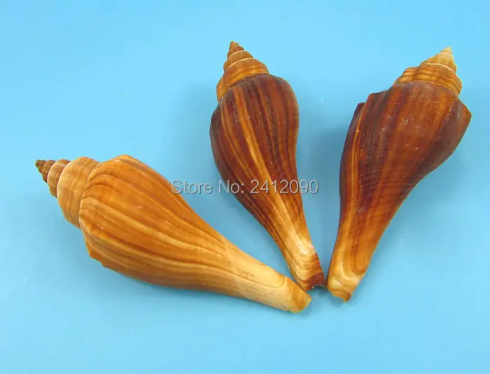 4 шт. супер большой окунь + Бесплатный подарок 70 маленький натуральный пляж Конча