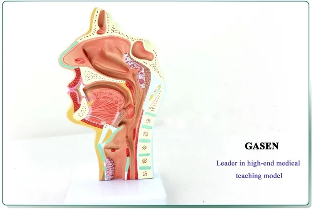 body throat nasal pathology model anatomical model nasopharynx ent ent anatomy