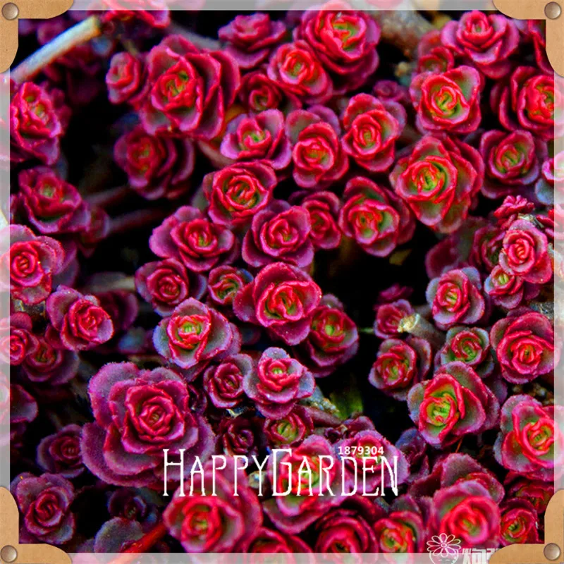 Промо-акция! 10 шт./пакет 99 вида на выбор литопс сад суккуленты растений лжеобрубленный бонсай для офиса цветок flores,# 7BKL8X - Цвет: 16