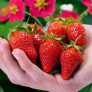 

200 pcs - Holland imported Toscana F1 Strawberry plant Bonsai Fruit * Free Shipping