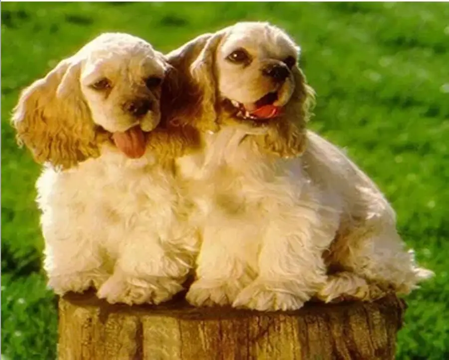 British cocker spaniel 7