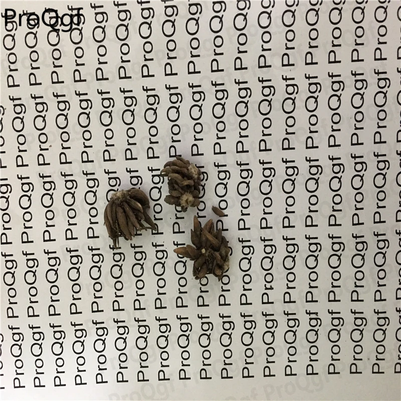 

20Pcs A Set Ranunculus asiaticus