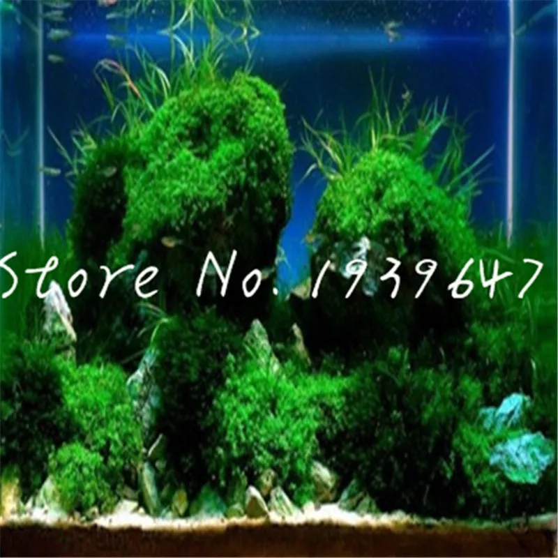 1000 Pcs/bag Hot Pellia Java Fish Tank Aquatic bonsai For Live Fish Moss Fern Aquarium Plant Landscape Decoration Ornament grass