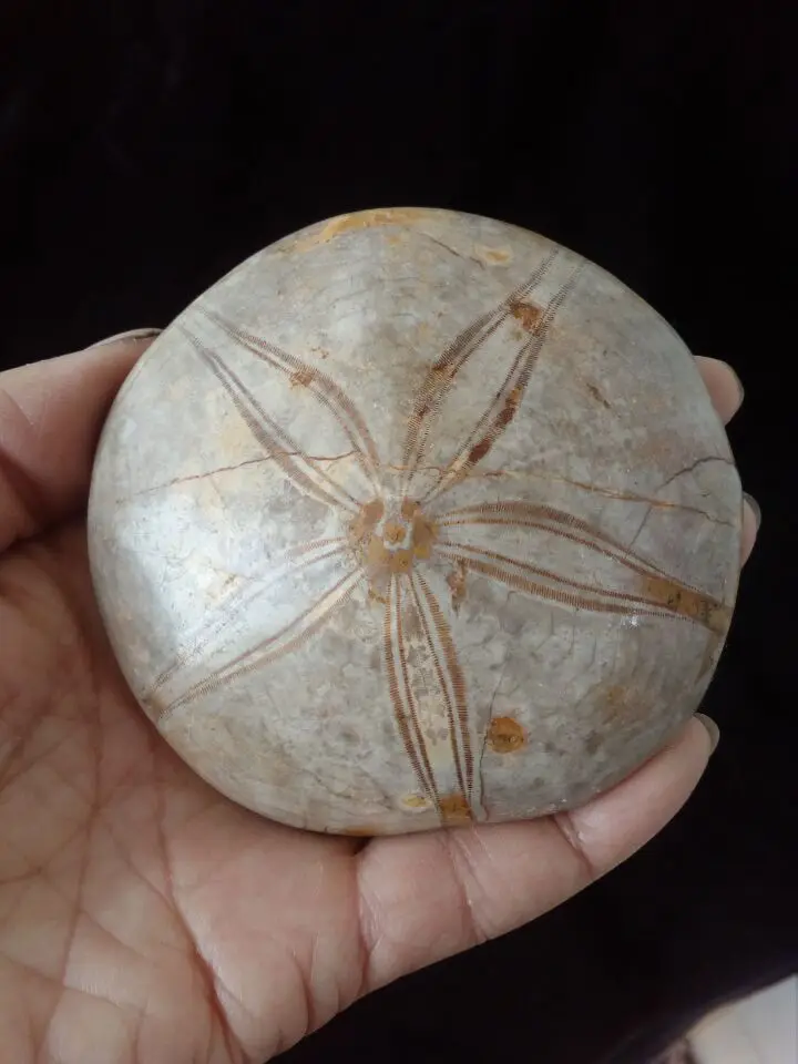 

NATURAL Sea Urchin Fossil