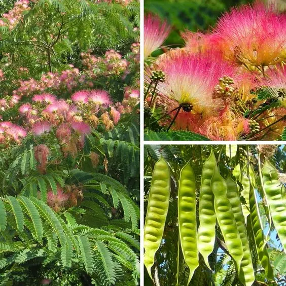 

50pcs/bag Acacia Bonsai Tree Albizia julibrissin Durazz. Perennial Indoor or Outdoor Flowers pot Plant