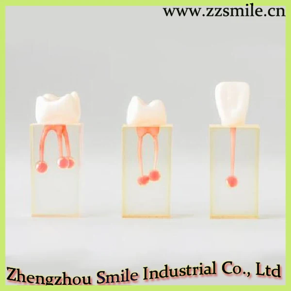 

Dental Endo Training Block M8004/Practice Model for Endodontic M8004/1 Set Contains 3 Model