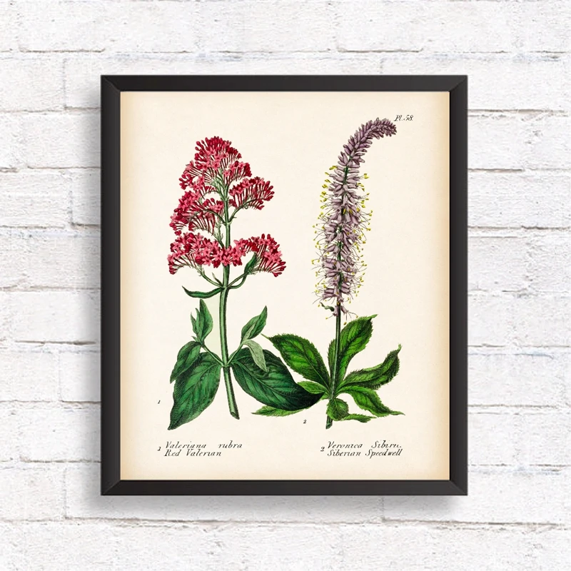 vintage botanical wall art prints