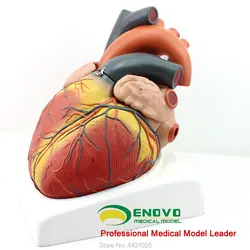 ENOVO усиление модель человеческого сердца B ультразвук медицина сердце анатомия модель обучения