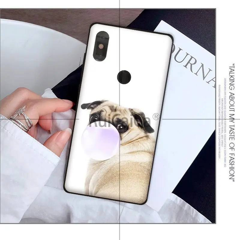 Animal cute pug