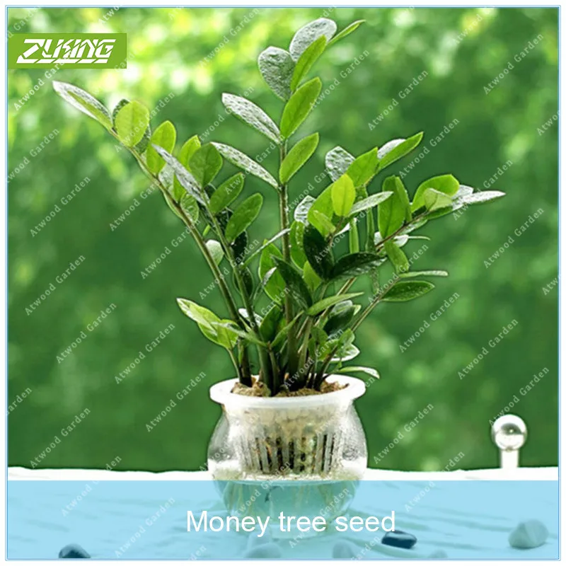

ZLKING Money Tree Bonsai Flower Money Tree Home Garden Plant Indoor Bonsai Tree