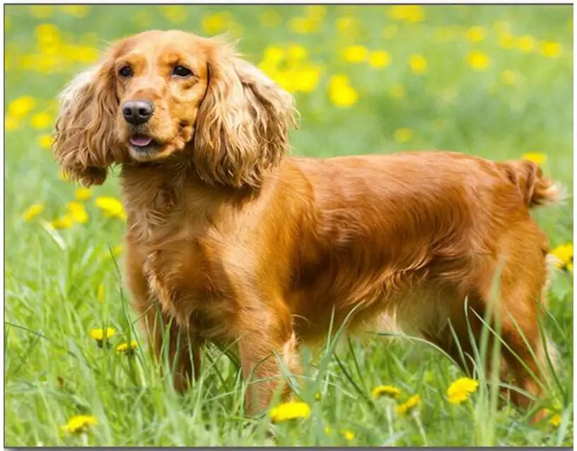British cocker spaniel