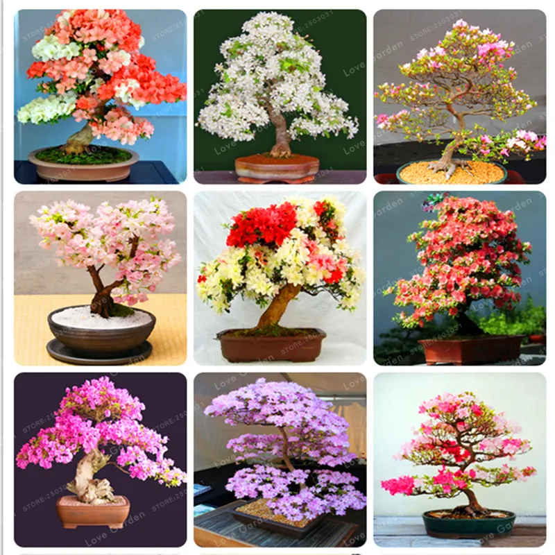 Rare Sakura Bonsai Flower Cherry Blossoms Tree Cherry Blossom Bonsai Plants For Home Garden Bonsai 10 Pcs