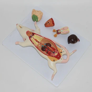 

Mouse anatomical model mouse model biological anatomy mouse visceral structure