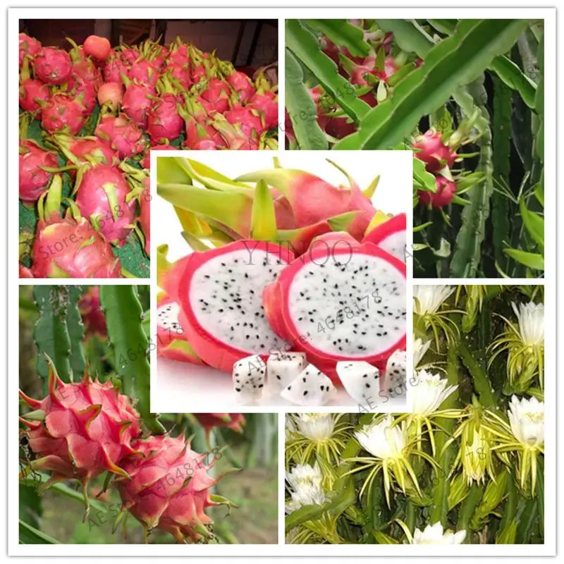 

500 pcs / bag Pitaya Bonsai Dragon Pitaya Potted Tree Fruit-Tree-Plant Delicious Juicy Tropical Fruit Food Pot