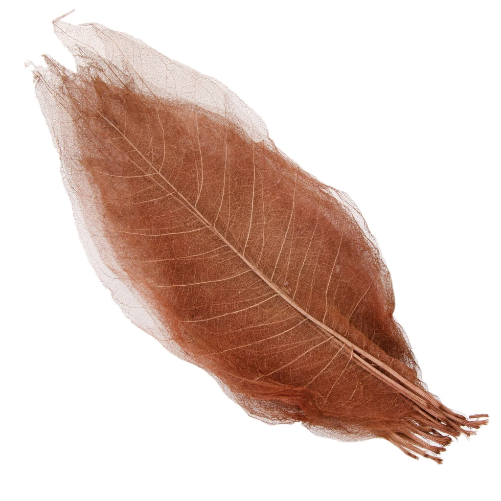 100 Pieces Mixed Pressed Dried Real Magnolia Skeleton Leaves for Scrapbooking, Cards Making, Bookmark Crafts (Whit & Coffee)