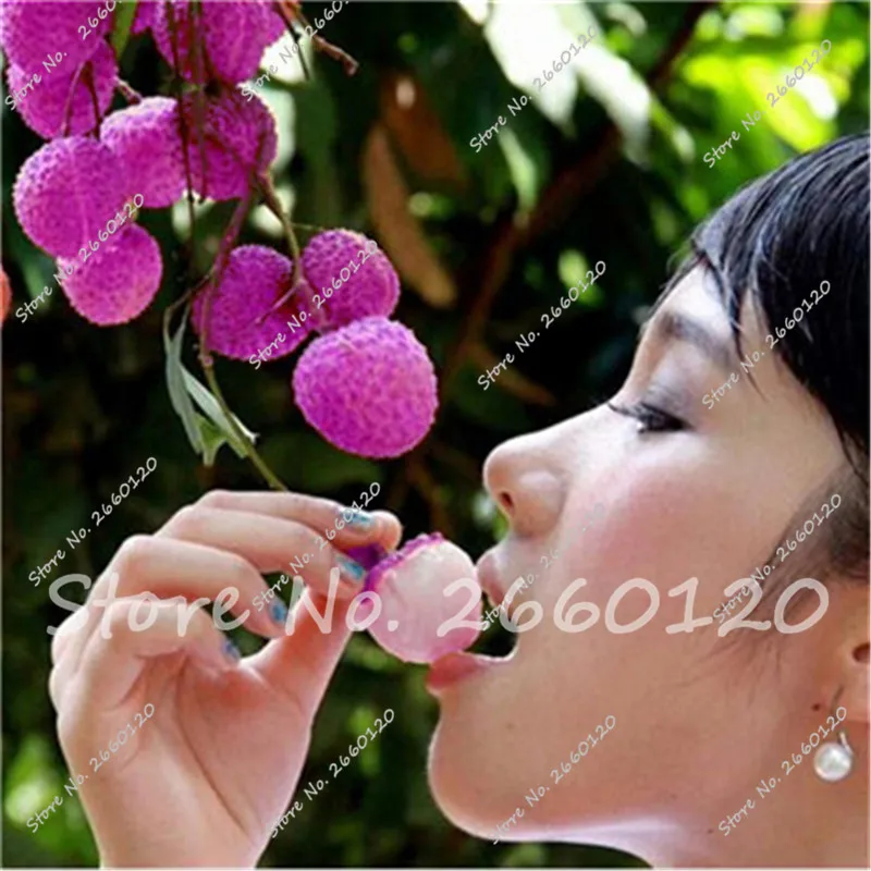 

10 PCS Rare Purple Litchi Lychee Subtropical Seasonal Fresh Delicious Sweet Fruit DIY Home Garden Free Shipping