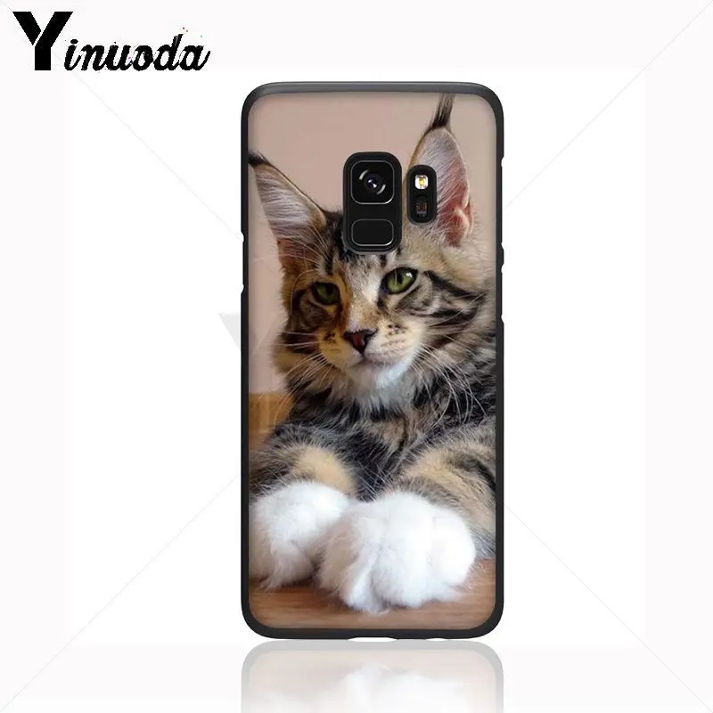 pet maine coon cat