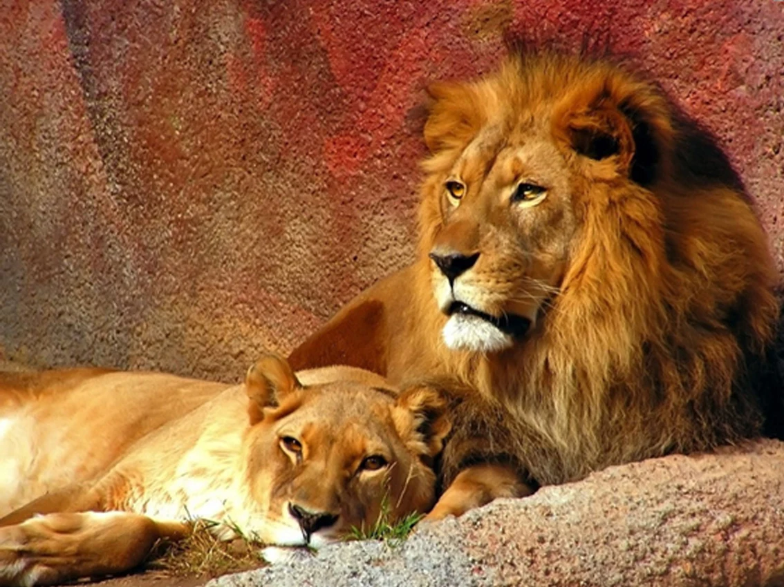 

30X40CM(12"X 16") Lion Animal Full Drill Put Handmade Embroidery Diy Diamond Painting Cross Stitch Kit Mosaic Home Decor ZC0561