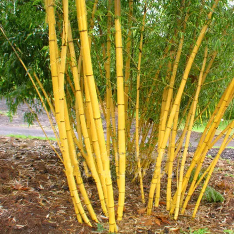 bamboo moso bamboo moso