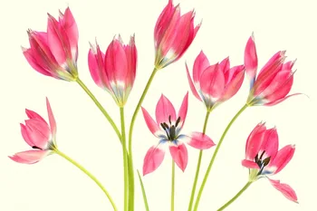 

Home decoration tulips fon stebli tiulpany Silk Fabric Poster Print XH190304
